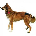 Trixie – Majtki ochronne na cieczkę L – 50-59cm - 2